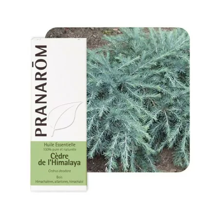 Pranarom Huile essentielle Cèdre Himalaya 10ml