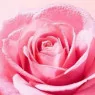 Nuxe Very Rose Brume Tonique 200ml