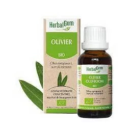 Herbalgem Macérat Olivier Bio Flacon de 30ml