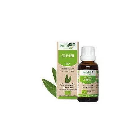 Herbalgem Macérat Olivier Bio Flacon de 30ml