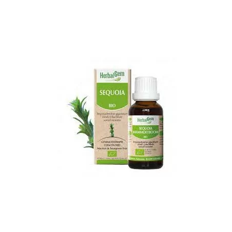 Herbalgem Macérat Sequoia Bio Flacon de 30ml