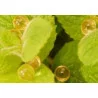 Pranarom Perle Huile essentielle Bio Citron Flacon de 60