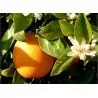 Pranarom Hle Ess Bio Orange Dce Fl/10ml