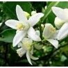 Pranarom Nat He Neroli 2ml